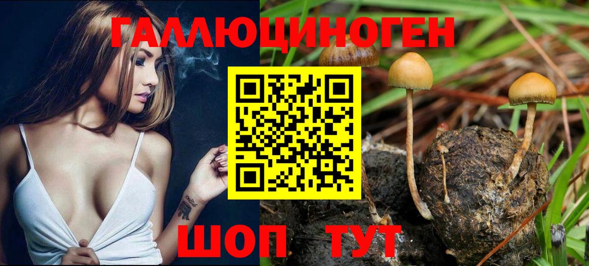 Псилоцибиновые грибы Psilocybine cubensis Ноябрьск
